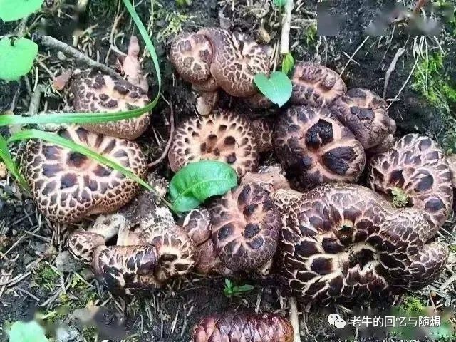 菇类如何种植_药毛菇怎么种植技术_种植药蘑菇