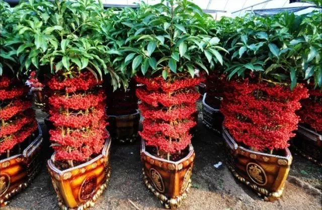 飞碟瓜原型_飞碟瓜种植技术_飞碟瓜的功效与作用