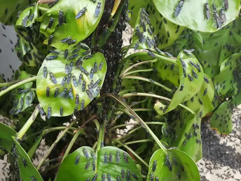 养殖水虻_水虻养殖技术视频_水虻虫养殖技术视频