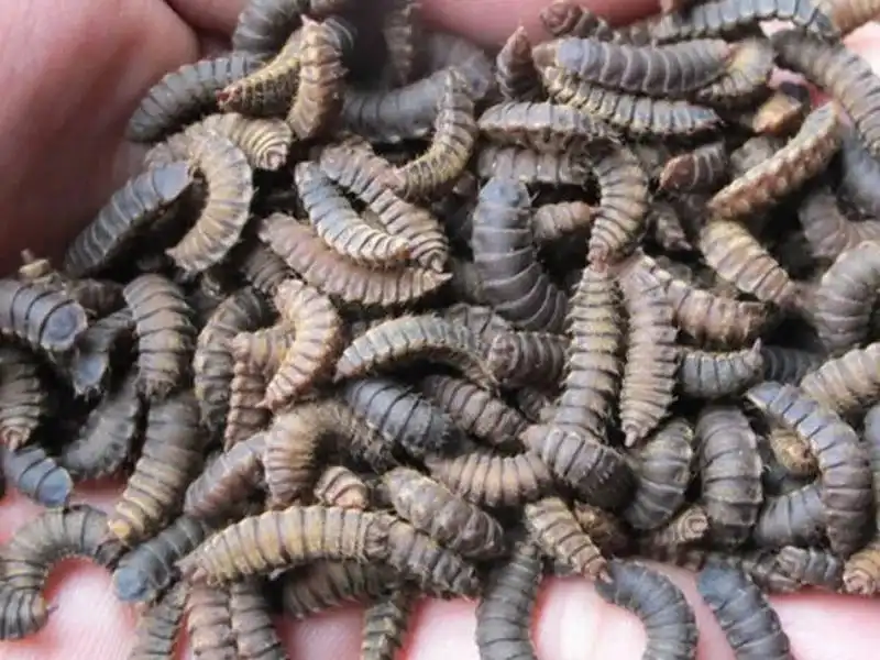 水虻虫养殖技术视频_养殖水虻_水虻养殖技术视频