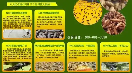 水虻养殖技术视频_水虻虫养殖技术视频_养殖水虻