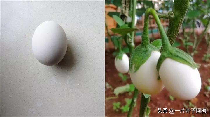 飞碟瓜种植技术_飞碟瓜怎么种_飞碟瓜原型