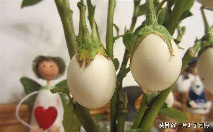 飞碟瓜原型_飞碟瓜种植技术_飞碟瓜怎么种