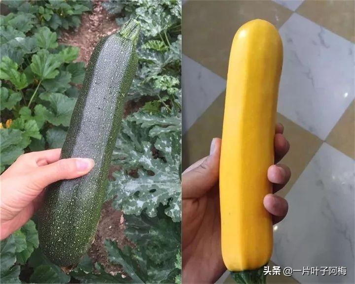 飞碟瓜原型_飞碟瓜怎么种_飞碟瓜种植技术