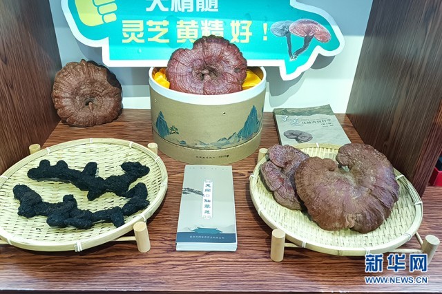 中药材致富_中药种植致富蓝图_致富药材种植