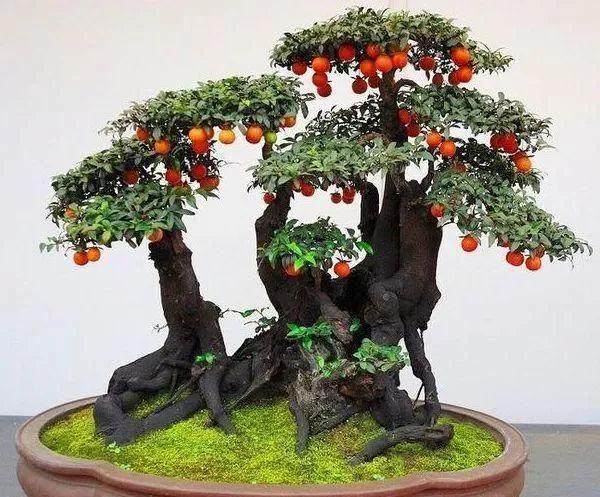 飞碟瓜种植技术_飞碟瓜是什么植物_飞碟瓜的功效与作用