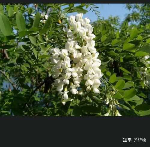 种洋槐树好不好_洋槐树林下适合种植什么_种植洋槐树能致富吗知乎