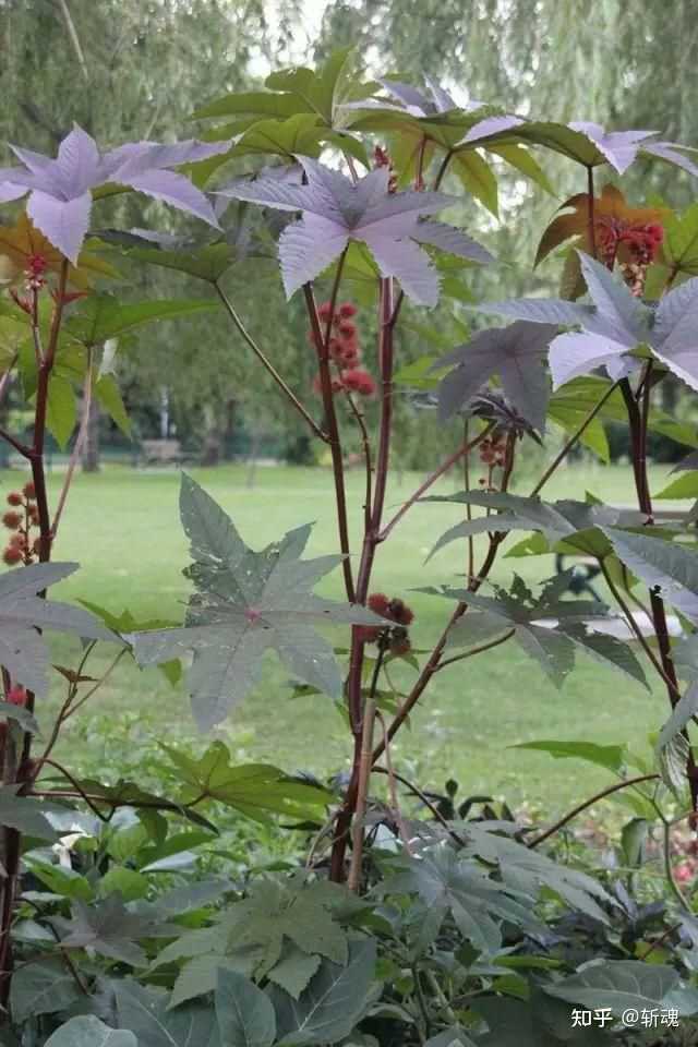 种洋槐树好不好_种植洋槐树能致富吗知乎_洋槐树林下适合种植什么