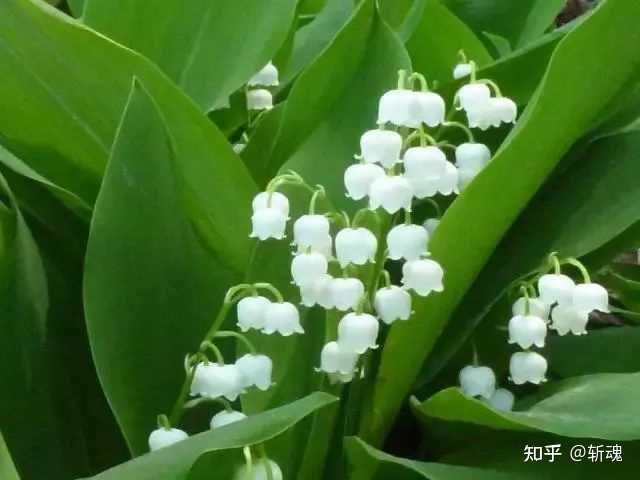 种洋槐树好不好_种植洋槐树能致富吗知乎_洋槐树林下适合种植什么