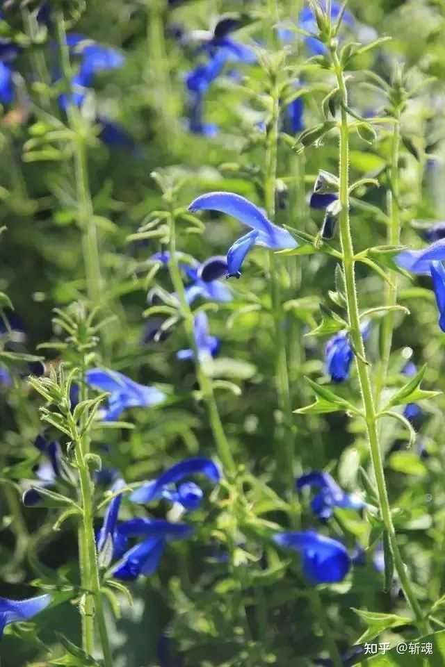 种植洋槐树能致富吗知乎_洋槐树林下适合种植什么_种洋槐树好不好