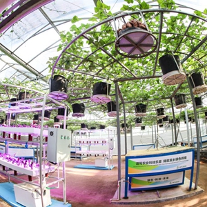 西红柿种植技术大全_西红柿作物种植技术要求_蔬菜西红柿种植技术