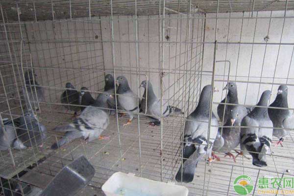 鸽子的养殖方法