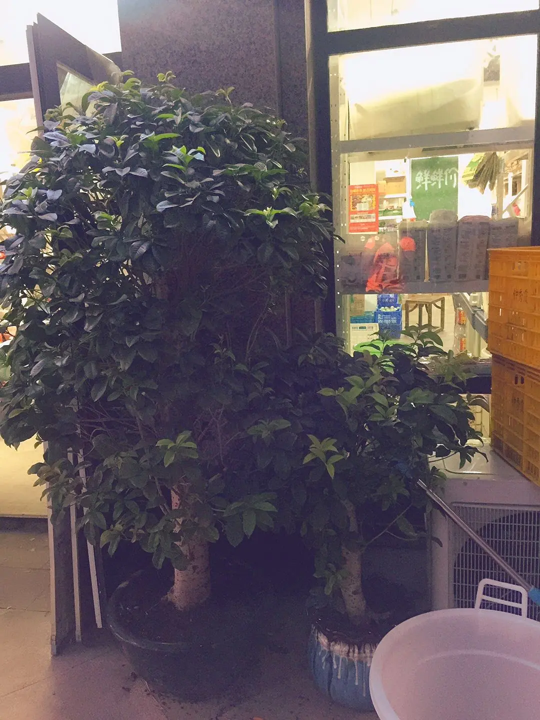 四季桂花的养植_四季桂桂花养殖技术_四季桂花怎样养才枝繁叶茂