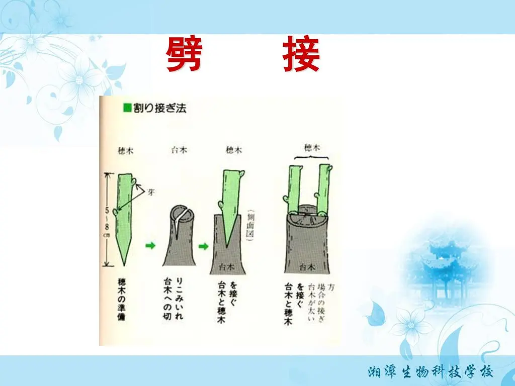 四季桂桂花养殖技术_四季桂花的养植_四季桂花怎样养才枝繁叶茂