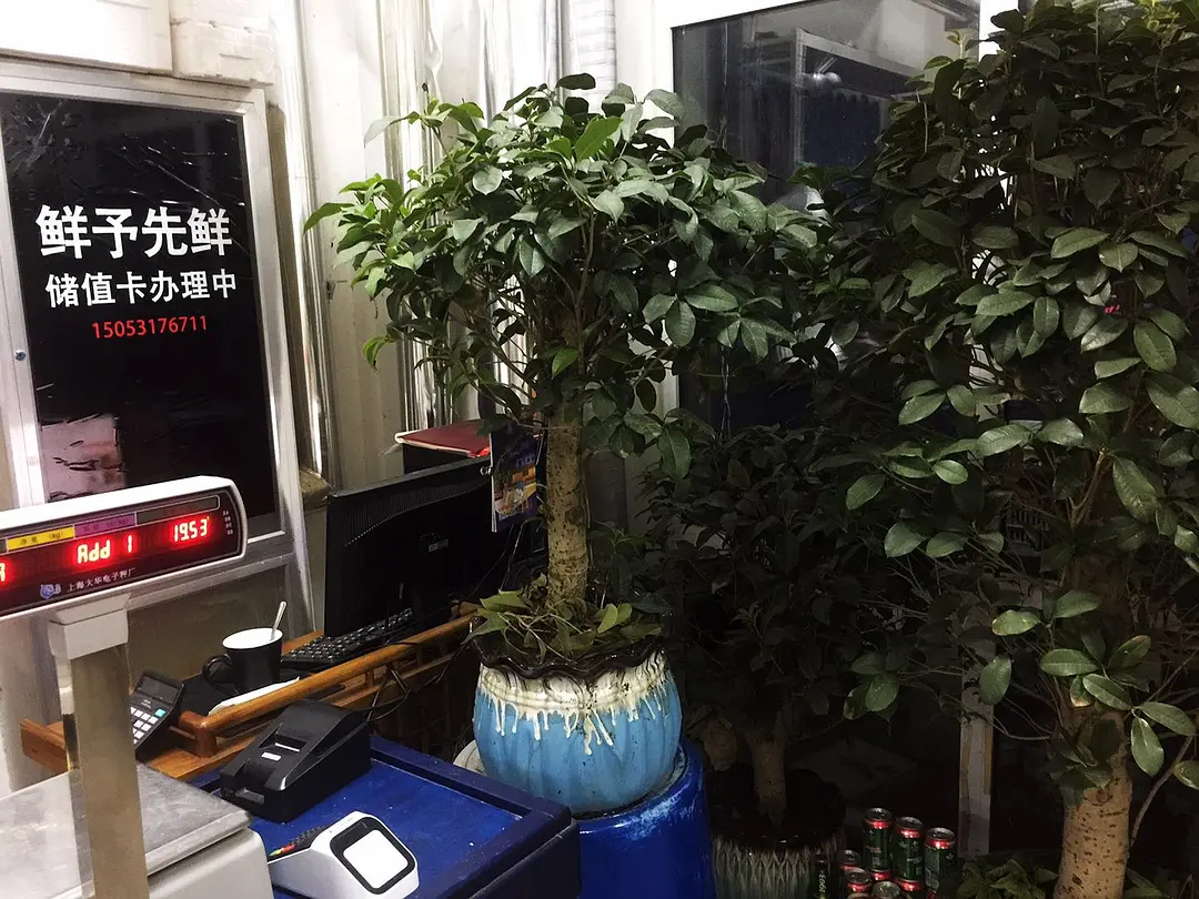 四季桂花的养植_四季桂花怎样养才枝繁叶茂_四季桂桂花养殖技术