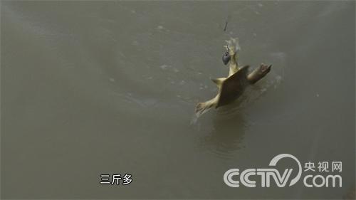 [致富经]倔强老爹把儿子骗回家后