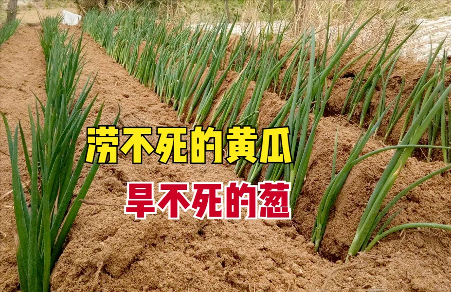 先进的大葱种植_先进大葱种植技术有哪些_最先进大葱种植技术