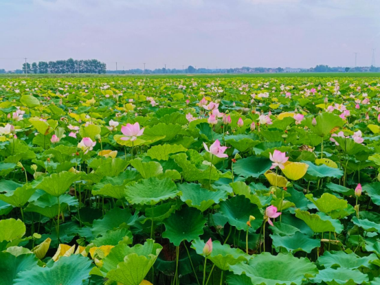 望江漳湖：种植莲蓬致富