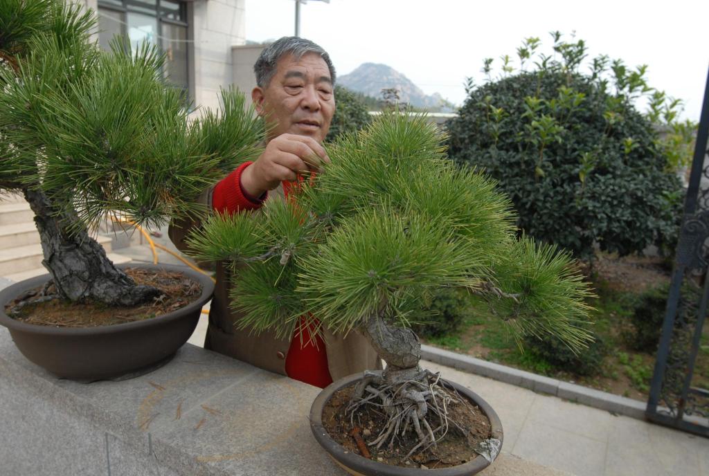 致富苗木种植条件_苗木种植致富_种植致富案例
