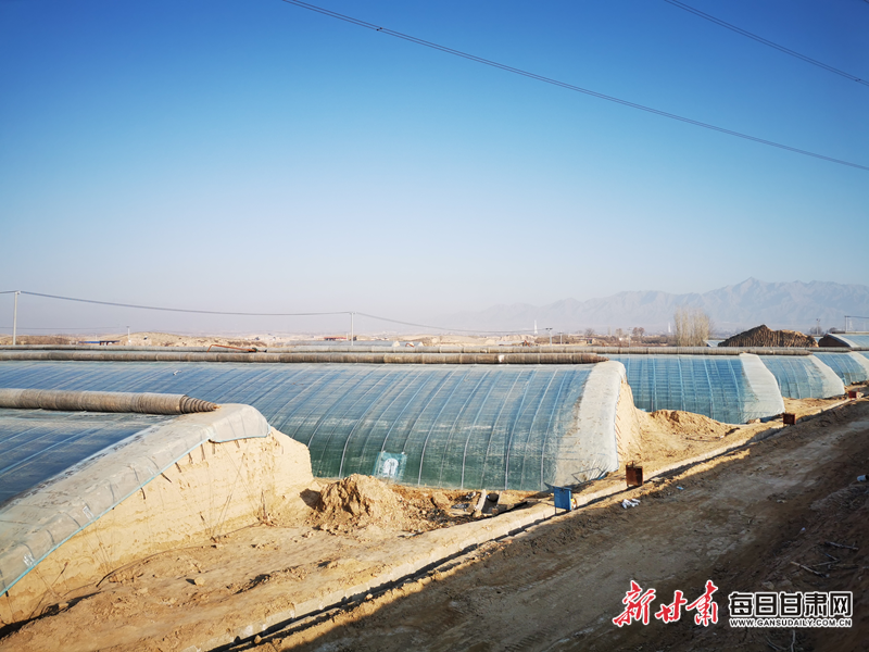 “小韭菜”成致富“大产业”——平川区双岔村韭菜种植基地见闻