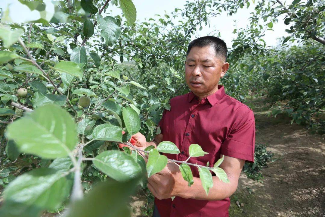 致富大枣种植技术视频_种植大枣致富_致富大枣种植方法