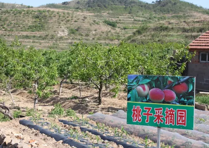 种植大枣致富_致富大枣种植方法_致富大枣种植技术视频