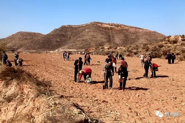 奇村刘家庄：油用牡丹助力农民增收致富