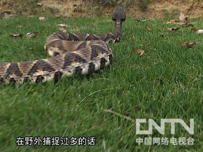 致富经眼镜蛇养殖视频_致富经眼镜蛇养殖视频_致富经眼镜蛇养殖视频