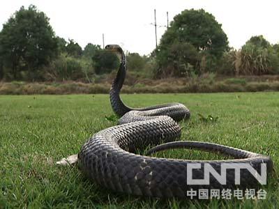致富经眼镜蛇养殖视频_致富经眼镜蛇养殖视频_致富经眼镜蛇养殖视频