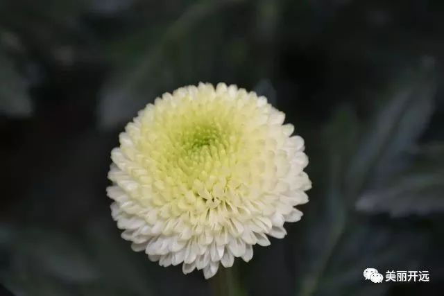 开远种植什么作物_开远繁荣种植示范基地_开远种植致富