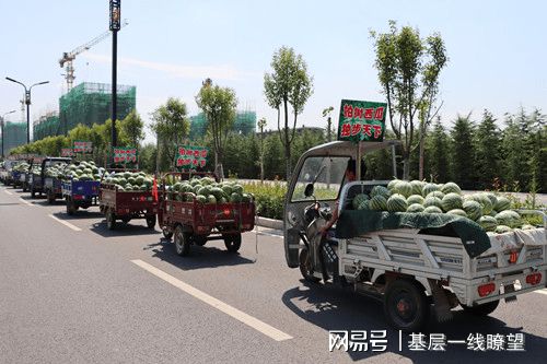 白领种植蘑菇致富_广东丘陵种植致富_四季蒜苗种植致富