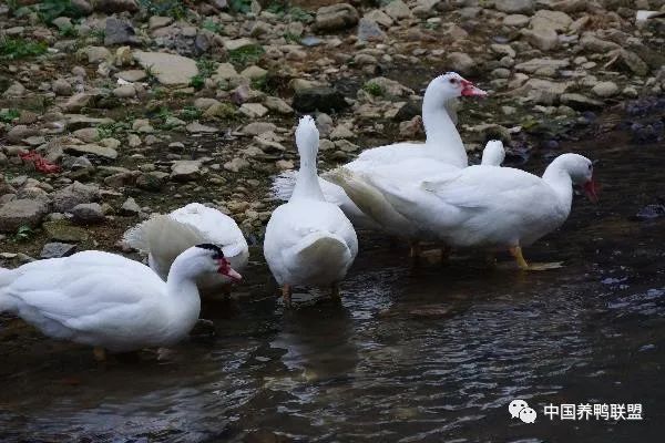 养殖番鸭赚千万_致富经番鸭养殖_致富养殖番鸭视频