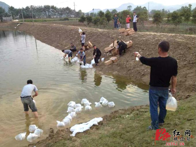 湖南省首家罗氏沼虾养殖基地落户桃江