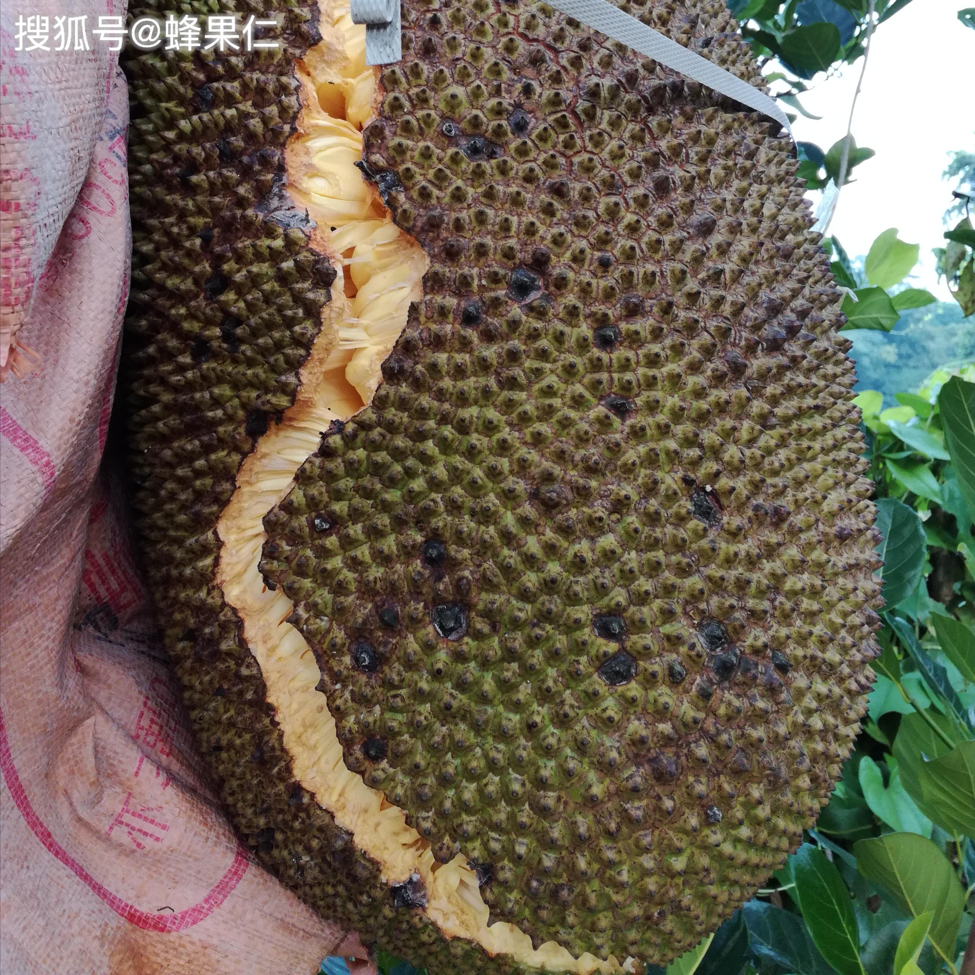菠萝蜜种植多少年才能成材？这个要看你的用途是什么