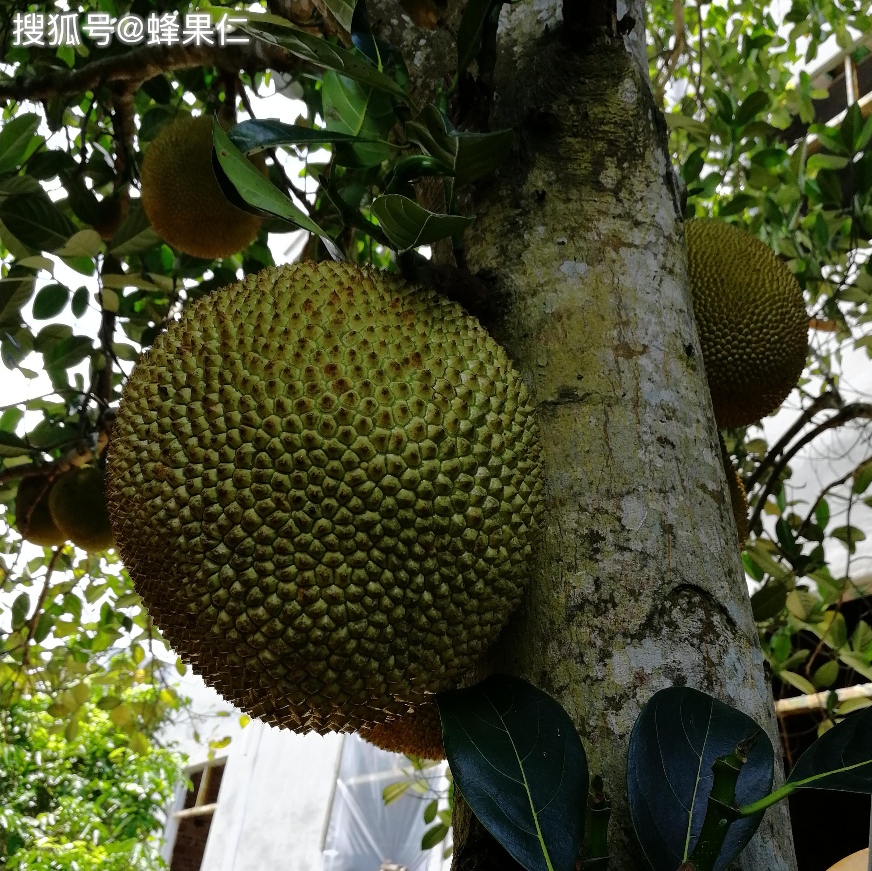 菠萝蜜种植新技术_菠萝蜜种植技术视频_蜜菠萝种植技术新闻稿