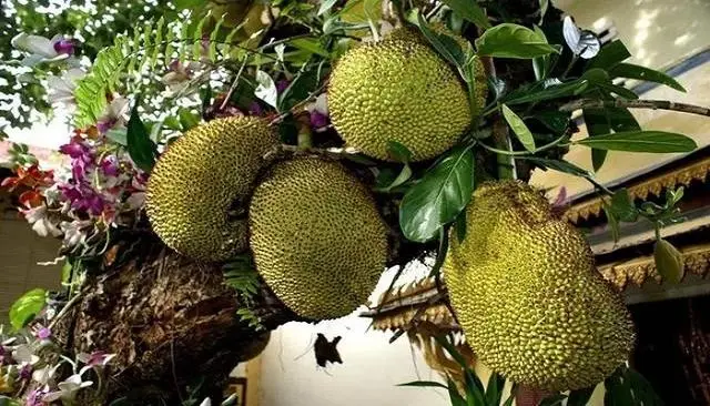 蜜菠萝种植技术新闻稿_菠萝蜜种植新技术_蜜菠萝种植技术新闻