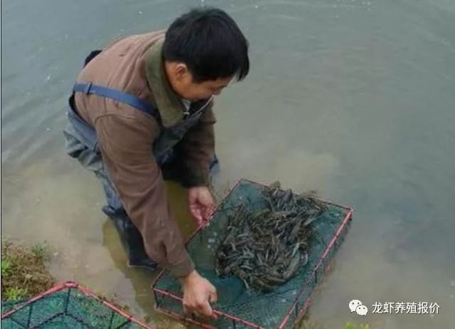 淡水养虾技术视频_淡水养虾实用技术视频_淡水虾的养殖技术