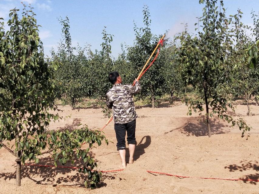 豆丹养殖最晚什么时候挂虫卵_黄粉虫卵的养殖技术_养黄粉虫的成本与利润