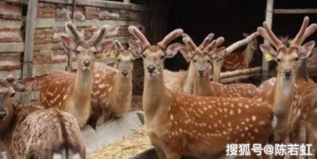 致富小猪养殖项目介绍_小猪养殖致富项目_致富经养猪创业视频
