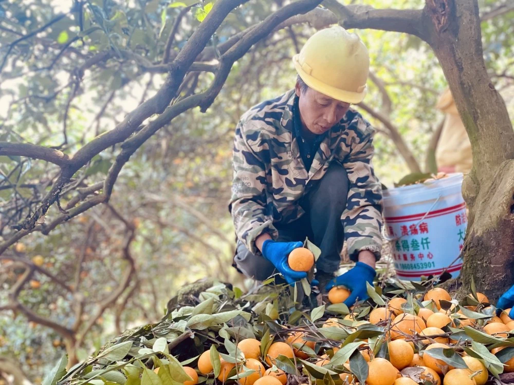 柑橘致富果种植_致富柑橘种植果园地址_致富柑橘种植果园图片