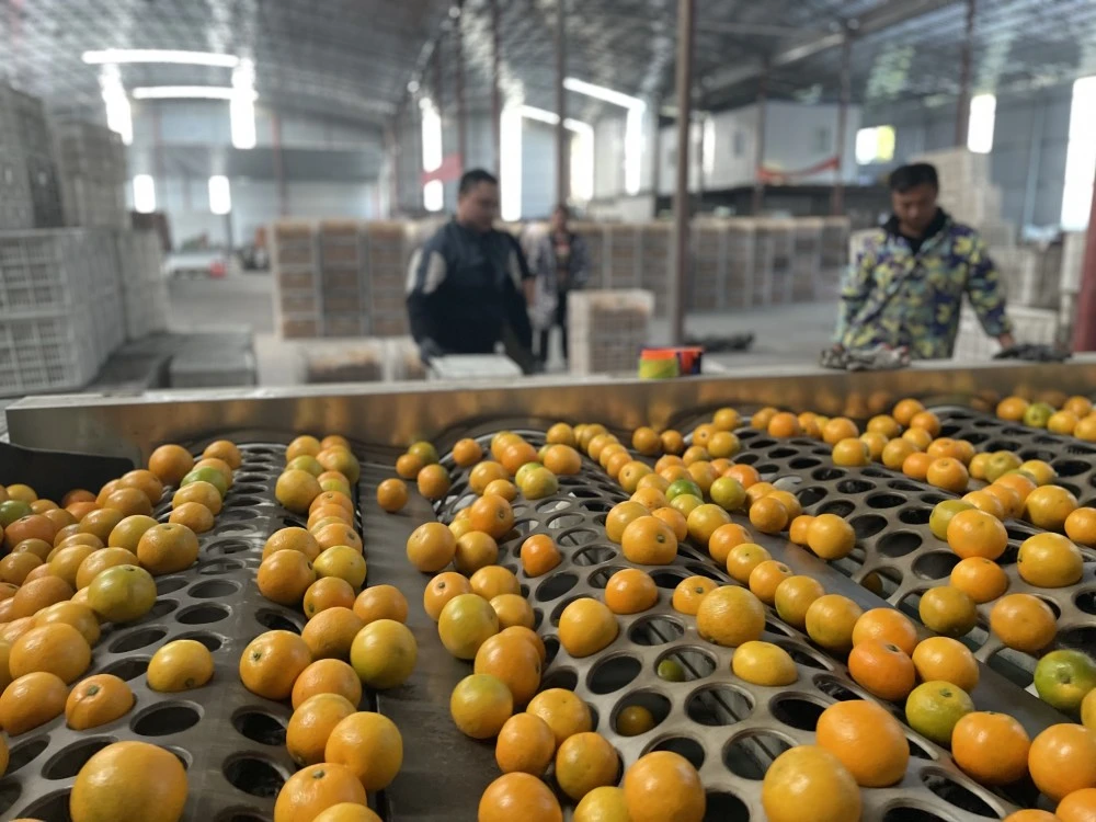 致富柑橘种植果园图片_柑橘致富果种植_致富柑橘种植果园地址