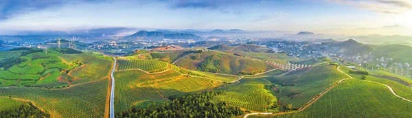 柑橘种植效益_致富柑橘种植果园视频_柑橘致富果种植