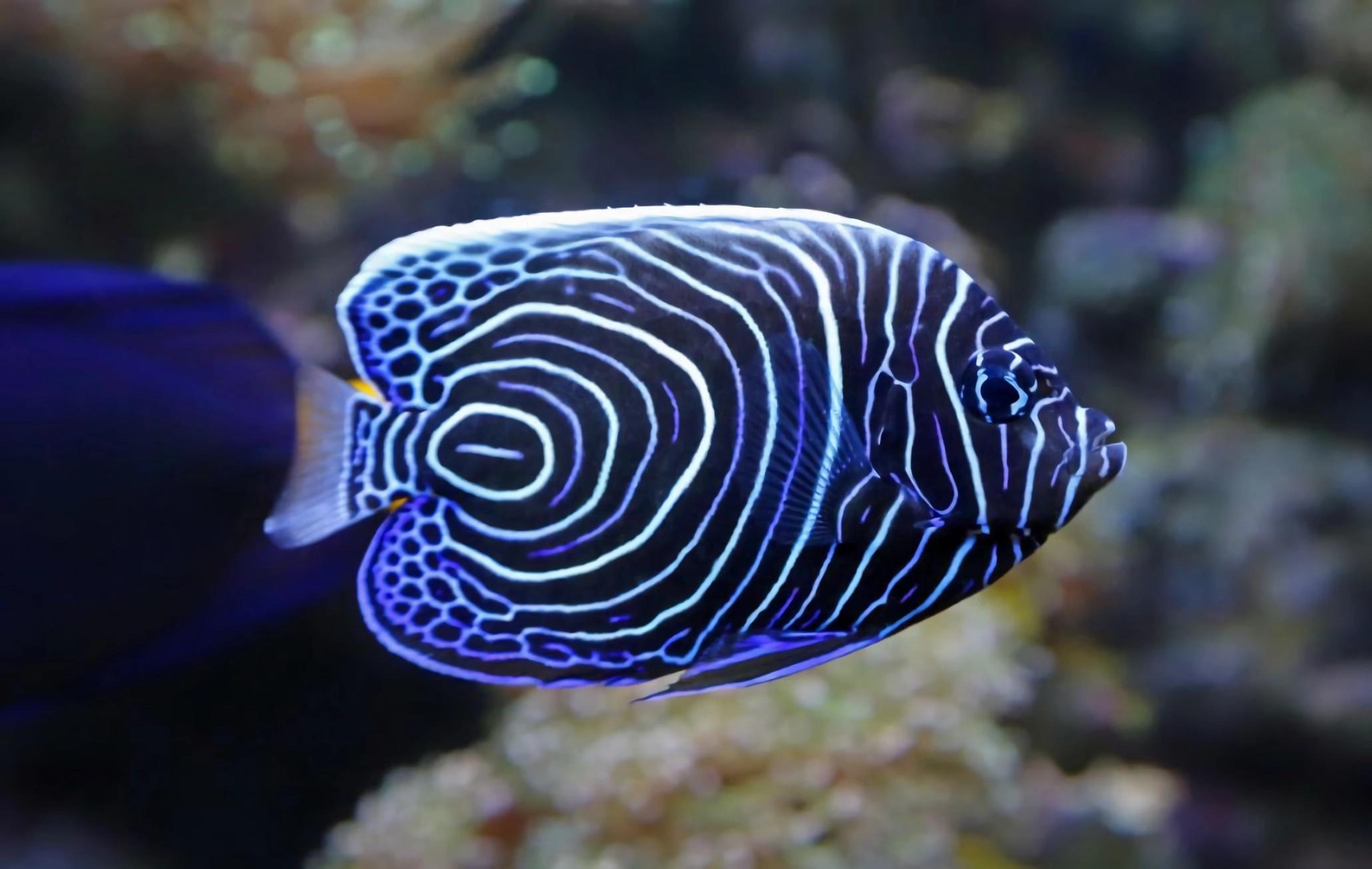 主刺盖鱼（Emperor Angelfish）