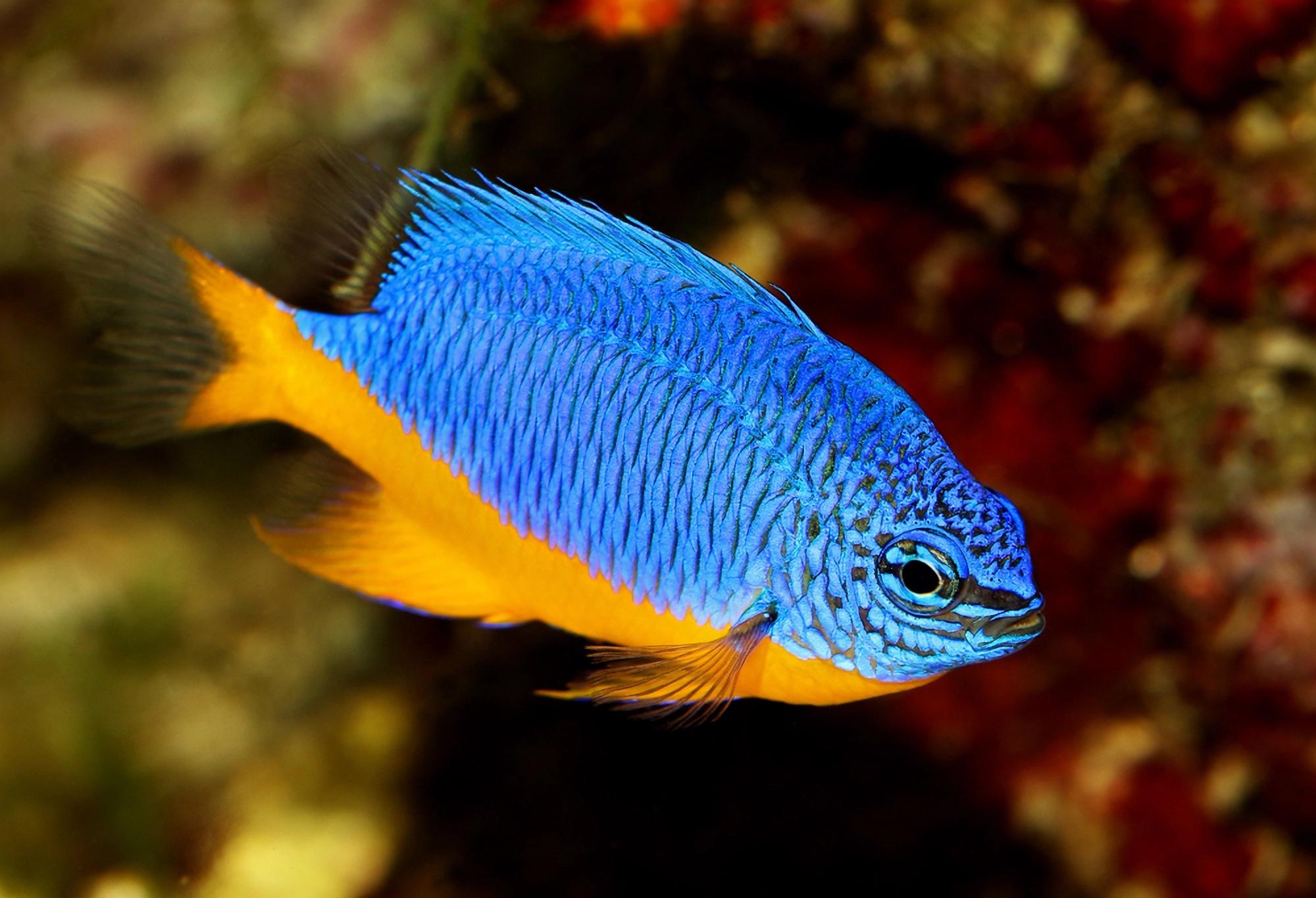 黄腹蓝雀鲷（Chrysiptera hemicyanea）
