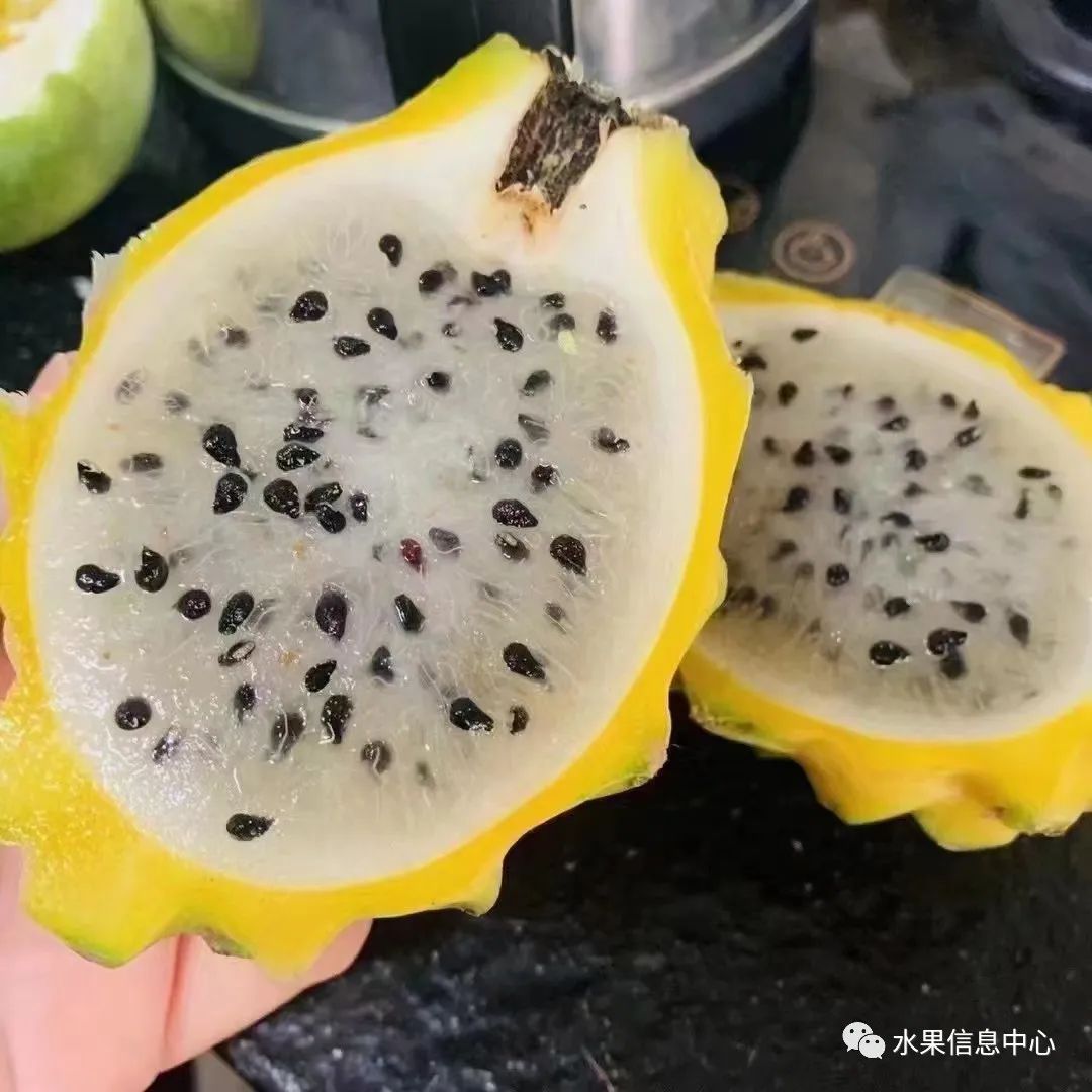 菠萝蜜种植新技术_蜜菠萝种植技术新闻_蜜菠萝种植技术新闻报道