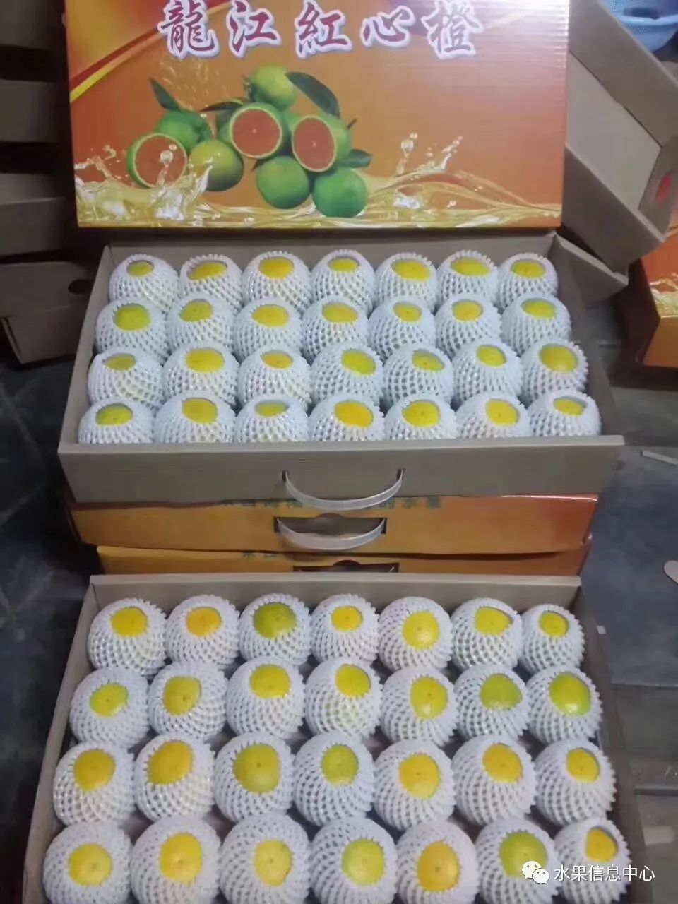 蜜菠萝种植技术新闻_蜜菠萝种植技术新闻报道_菠萝蜜种植新技术