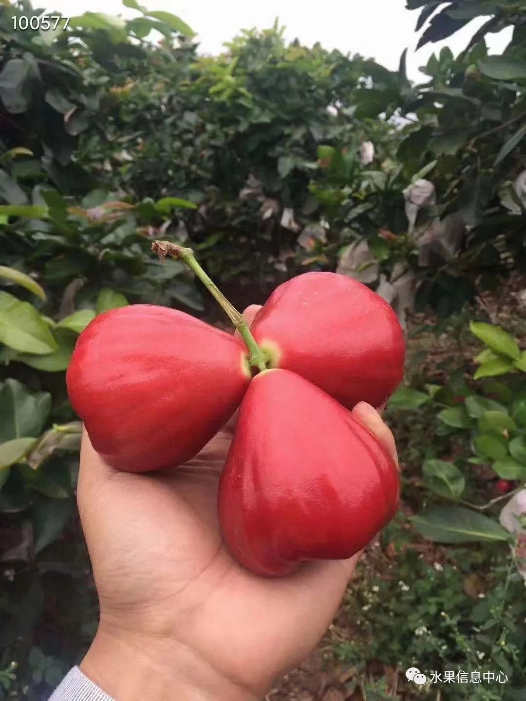 菠萝蜜种植新技术_蜜菠萝种植技术新闻报道_蜜菠萝种植技术新闻