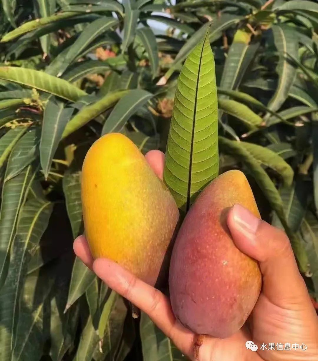 蜜菠萝种植技术新闻_蜜菠萝种植技术新闻报道_菠萝蜜种植新技术