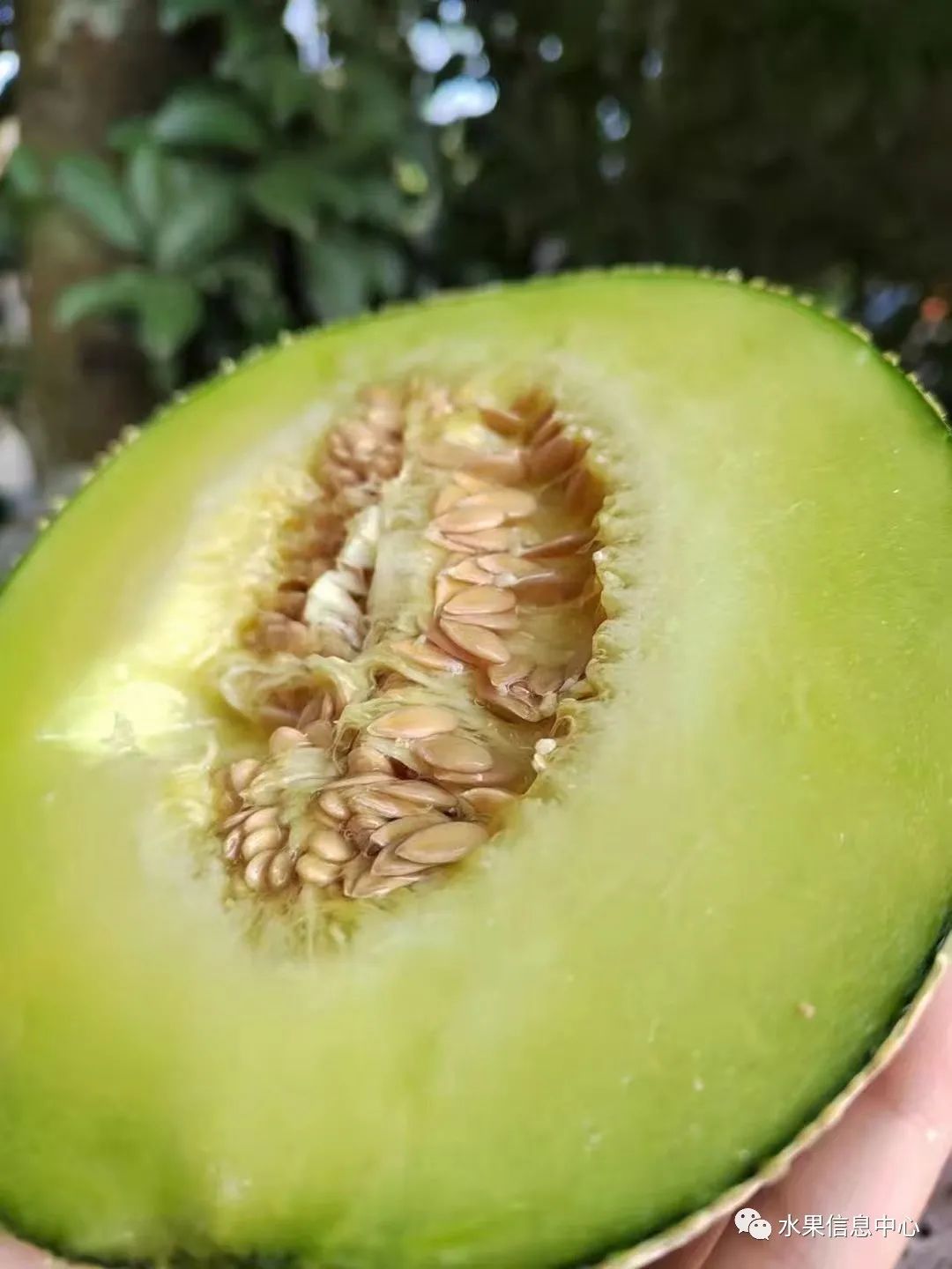 蜜菠萝种植技术新闻报道_菠萝蜜种植新技术_蜜菠萝种植技术新闻