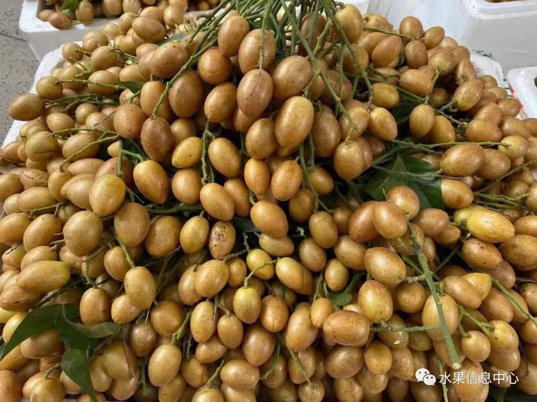 菠萝蜜种植新技术_蜜菠萝种植技术新闻报道_蜜菠萝种植技术新闻